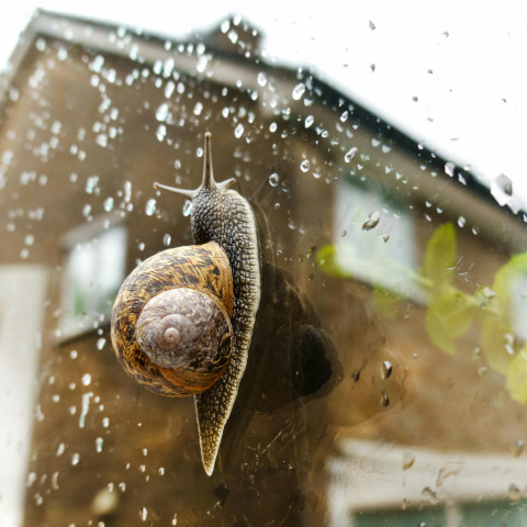 Slakken eten beglazingskit, onze tips!